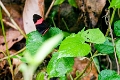 HELICONIDAE, Heliconius erato